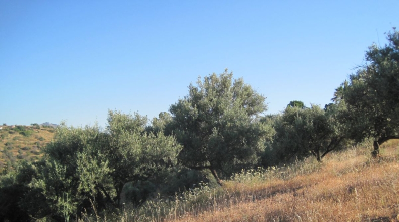 Málaga - Mijas - 20683m2