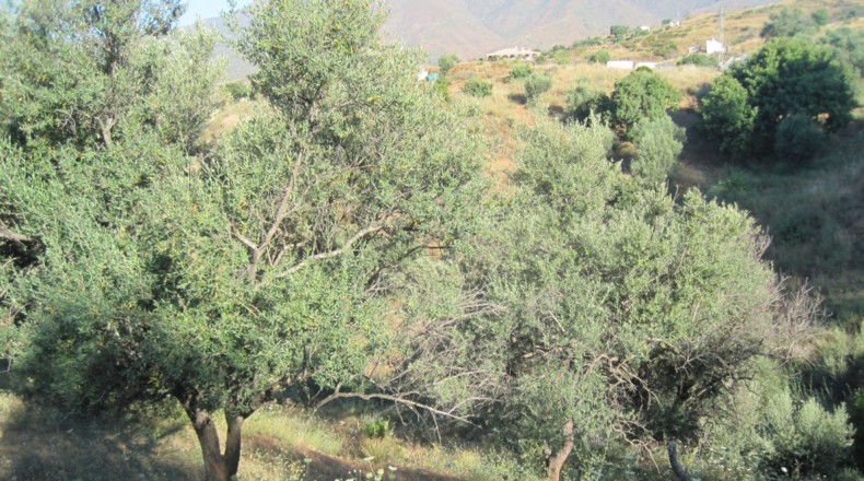 Málaga - Mijas - 20683m2