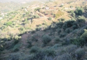 Terreny no urbanitzable en venda a Campo-Mijas ref.: TR32696 foto