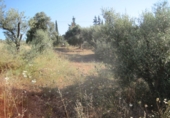 Terreny no urbanitzable en venda a Campo-Mijas ref.: TR32696 foto