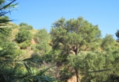 Terreny no urbanitzable en lloguer a Campo-Mijas ref.: TR284748 foto