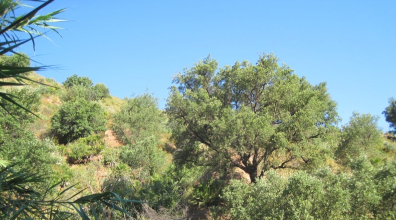 Málaga - Mijas - 59380m2
