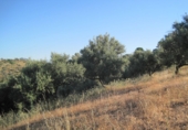 Terreny no urbanitzable en lloguer a Campo-Mijas ref.: TR284747 foto