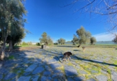 Detached villa with land for sale on España, Badajoz, ref: TR375738 photo