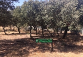 Non-developable land for sale on España, Ciudad Rodrigo, ref: TR33955 photo