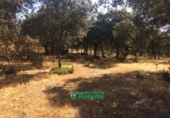 Non-developable land for sale on España, Ciudad Rodrigo, ref: TR33955 photo