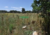 Finca rústica en venta en la España, Ciudad Rodrigo, ref: TR33953 foto