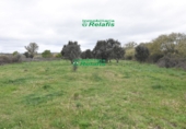 Finca rústica en venda a la España, Ciudad Rodrigo, ref.: TR80732 foto