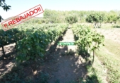Finca rústica en venda a la España, Ciudad Rodrigo, ref.: TR274656 foto