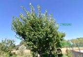 Finca rústica en venda a la España, Ciudad Rodrigo, ref.: TR274656 foto