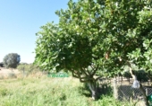 Finca rústica en venda a la España, Ciudad Rodrigo, ref.: TR274656 foto