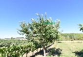 Finca rústica en venda a la España, Ciudad Rodrigo, ref.: TR274656 foto