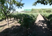 Finca rústica en venda a la España, Ciudad Rodrigo, ref.: TR274656 foto