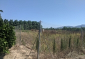 Rural estate for sale in Sueca ref: TR100787 photo