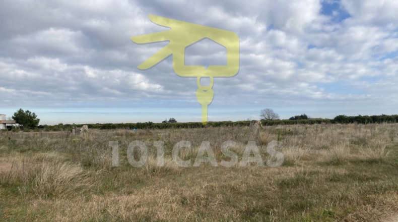 València - Albalat de la Ribera - 17500m2