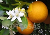 Земля на продажу у города Sueca. Фото