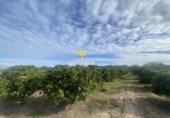 Non-developable land for sale in Sueca ref: TR284741 photo