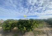 Non-developable land for sale in Sueca ref: TR284741 photo