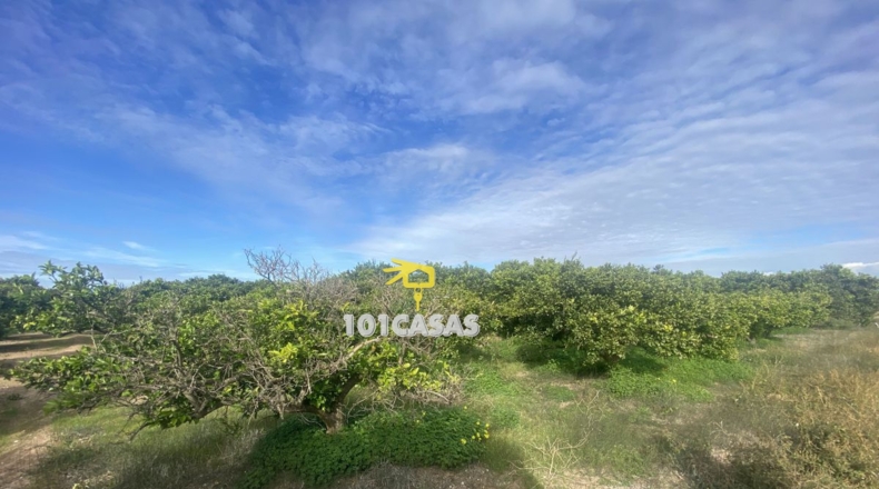 Valencia - Sueca - 1667m2