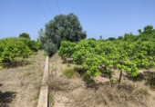 Terreno no urbanizable en venta en Sueca ref: TR81456 foto