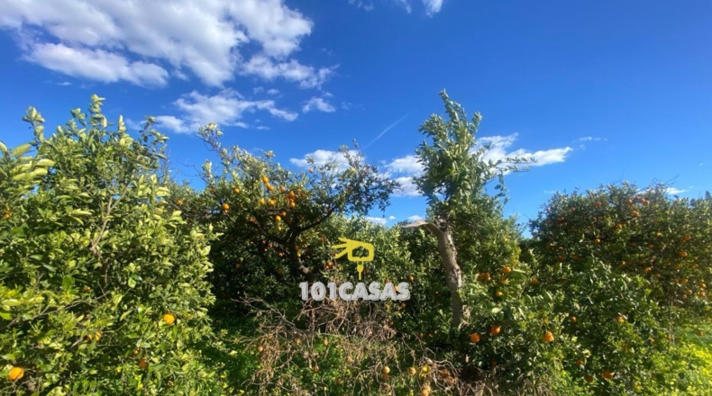 Valencia - Albalat de la Ribera - 280000m2