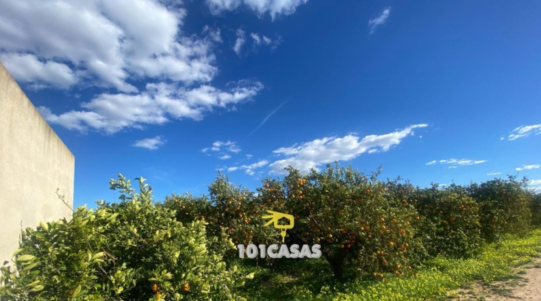 Valencia - Albalat de la Ribera - 280000m2