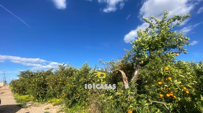Valencia - Albalat de la Ribera - 280000m2