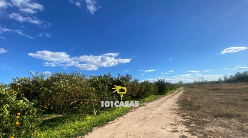 Valencia - Albalat de la Ribera - 280000m2