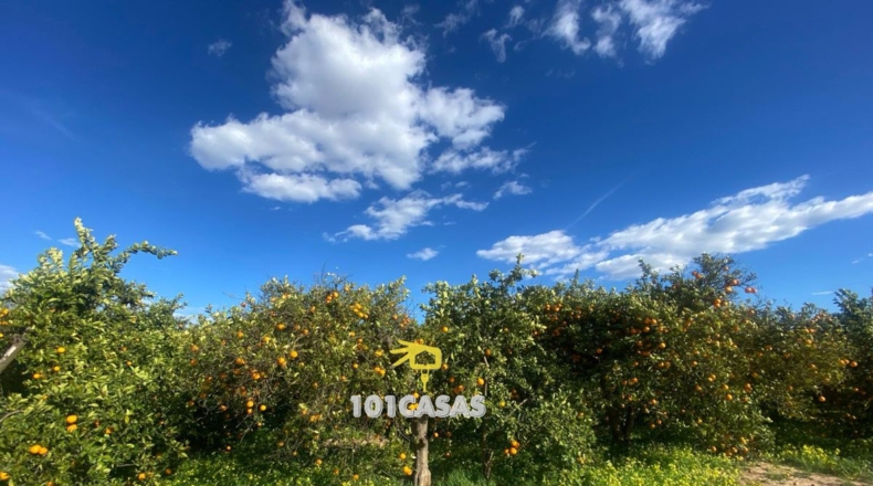 Valencia - Albalat de la Ribera - 280000m2