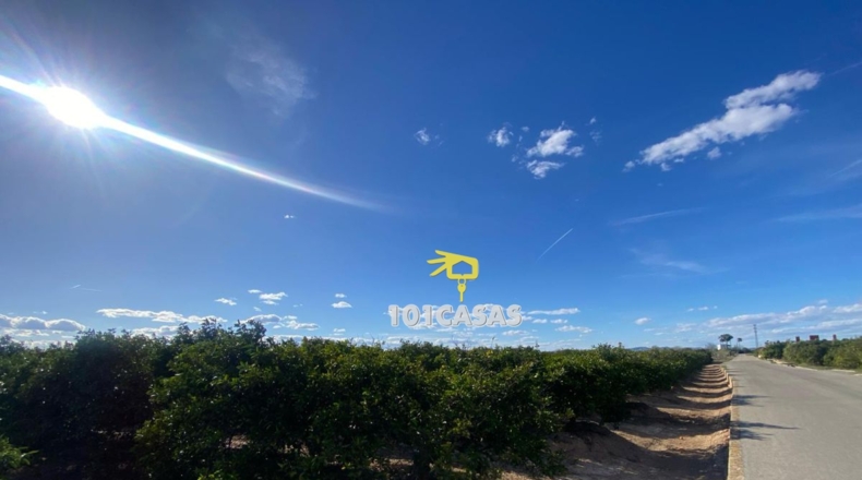 Valencia - Albalat de la Ribera - 1500000m2