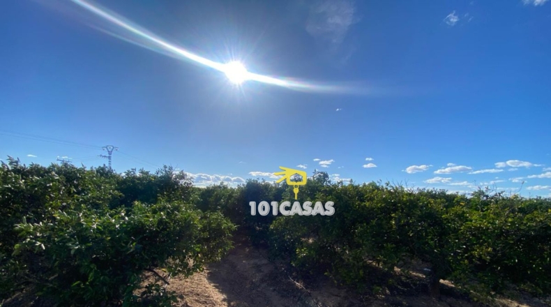 Valencia - Albalat de la Ribera - 1500000m2