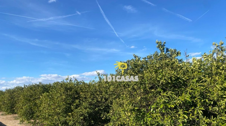 Valencia - Albalat de la Ribera - 1500000m2