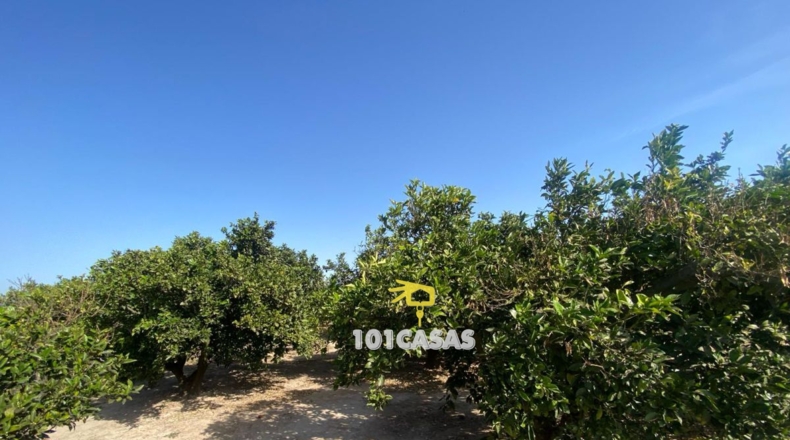 València - Albalat de la Ribera - 30000m2