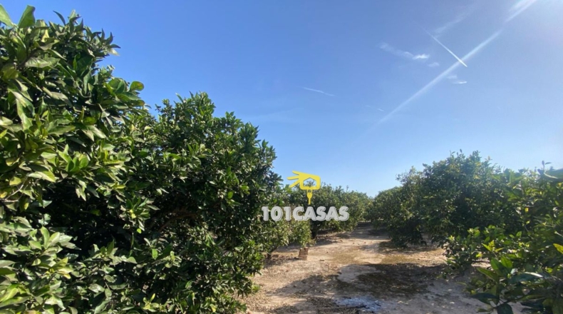 València - Albalat de la Ribera - 30000m2