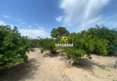 Terreno no urbanizable en venta en Guadassuar ref: TR109077 foto