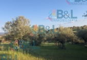 Land suitable for development for sale in Rosal de la Frontera ref: TR43625 photo