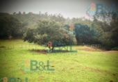 Finca rústica en venta en Jabugo ref: TR67851 foto