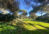 Rural estate for sale in Punta Umbría ref: TR284733 photo