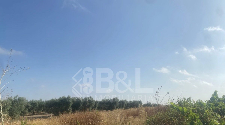 Huelva - Rociana del Condado - 3792m2