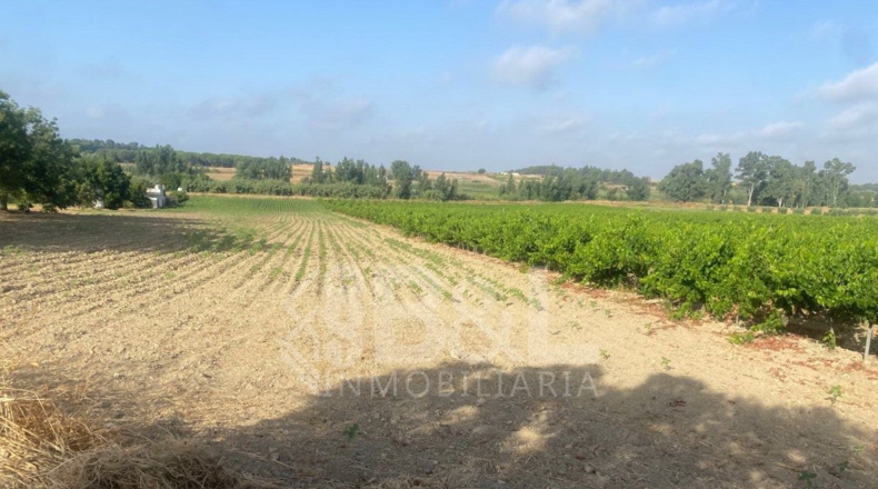 Huelva - Rociana del Condado - 3792m2