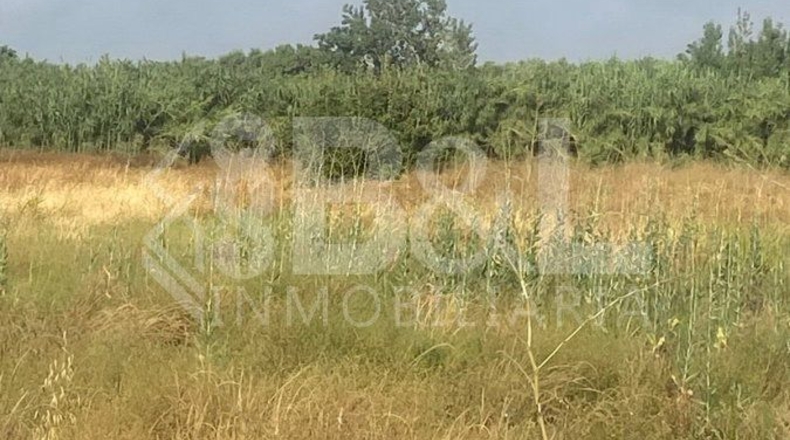 Huelva - Rociana del Condado - 3792m2