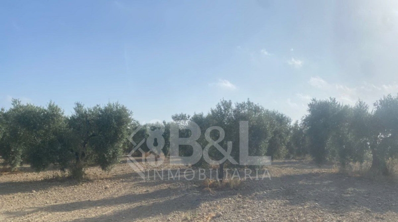 Huelva - Rociana del Condado - 3792m2