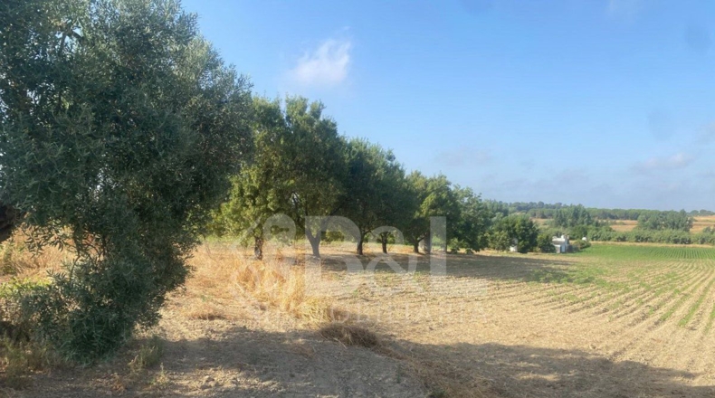 Huelva - Rociana del Condado - 3792m2