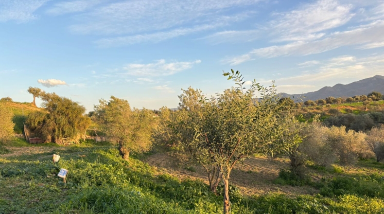 Malaga - Alhaurín el Grande - 3310m2