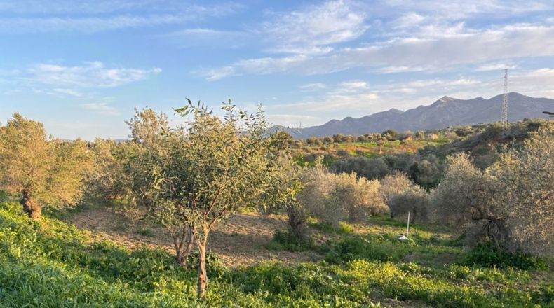 Malaga - Alhaurín el Grande - 3310m2