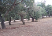 Finca rústica en venda a Càceres ref.: TR16390 foto