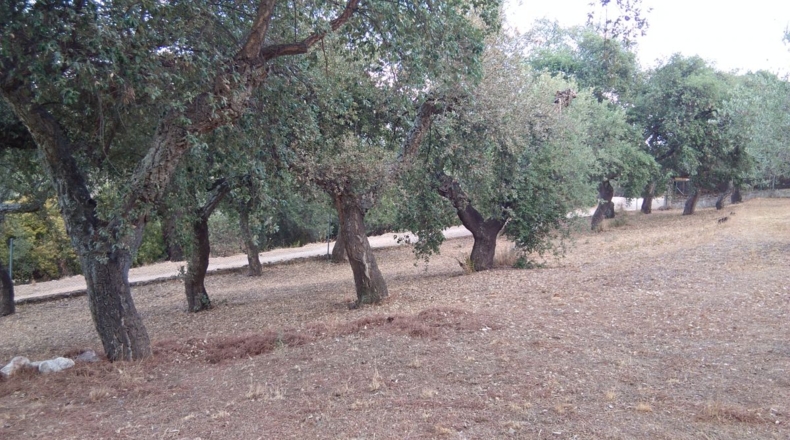 Cáceres - Cáceres - 6000m2