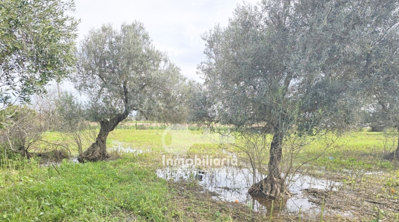 Sevilla - Utrera - 4700m2