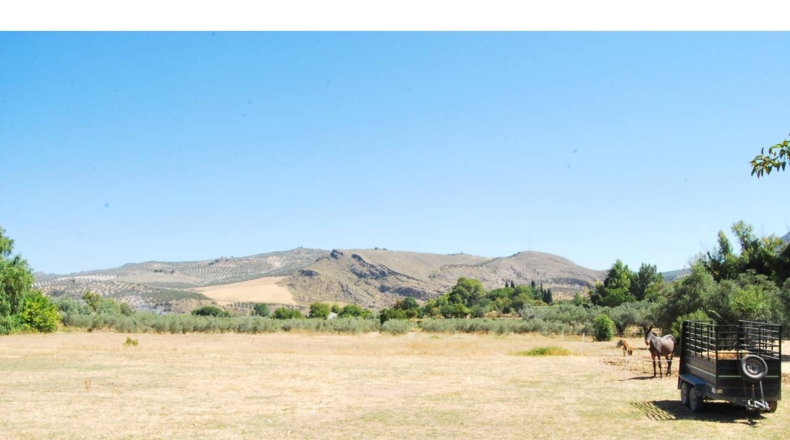 Granada - Loja - 3700m2
