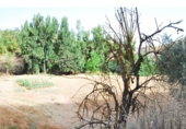 Non-developable land for sale in Loja ref: TR64707 photo